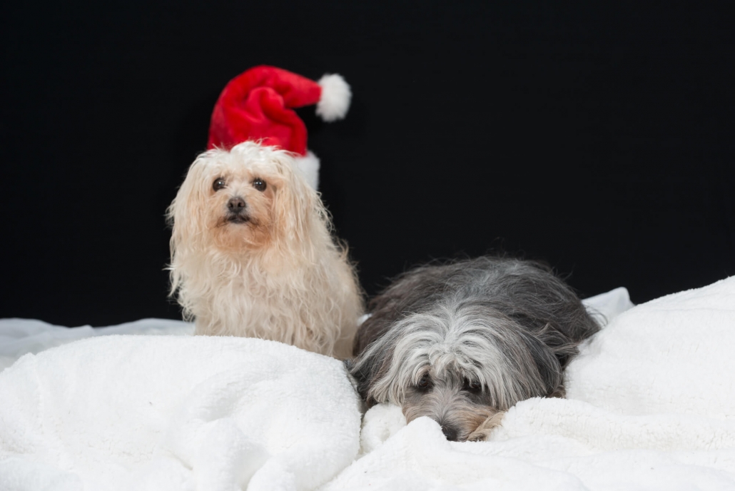 Grisu Bearded Collie Mix und Faebely Spain-Mix Dog Weihnachten Grisu Bearded Collie Mix und Faebely Spain-Mix Dog Weihnachten