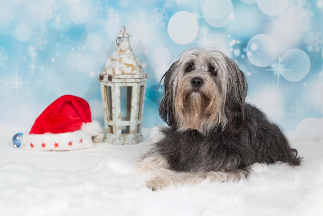 Grisu Beardet Collie Mix Weihnacht 1 Grisu Beardet Collie Mix Weihnacht 1