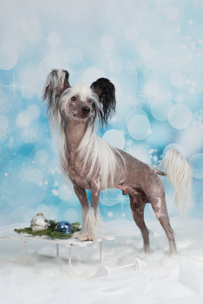 Calvados Chinese Crested Weihnachten 1 Calvados Chinese Crested Weihnachten 1