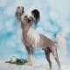 Calvados Chinese Crested Weihnachten 1