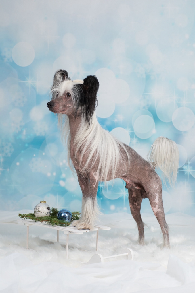 Calvados Chinese Crested Weihnachten 2 Calvados Chinese Crested Weihnachten 2