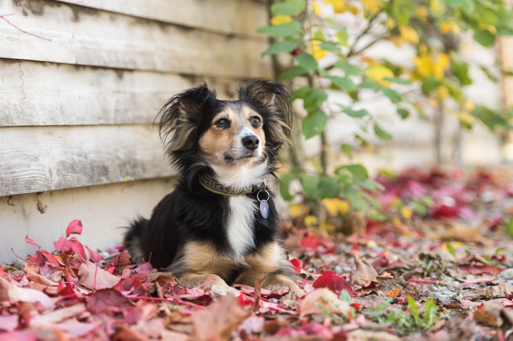 Ray Ratero Mix bei Herbststimmung 1 Ray Ratero Mix bei Herbststimmung 1