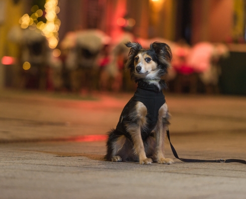 Ray Ratero Mix bei Weihnachtsbeleuchtung in Bregenz 4 Ray Ratero Mix bei Weihnachtsbeleuchtung in Bregenz 4
