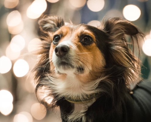 Ray Ratero Mix bei Weihnachtsbeleuchtung in Bregenz 2 Ray Ratero Mix bei Weihnachtsbeleuchtung in Bregenz 2