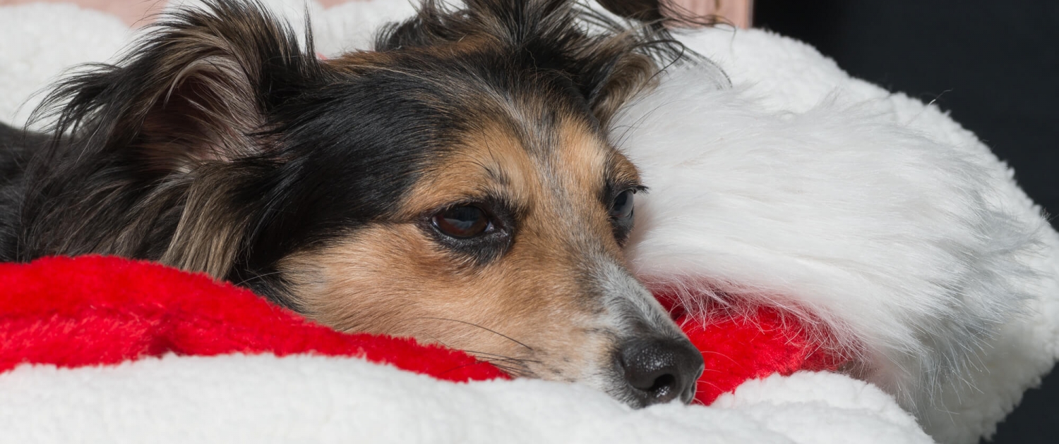 Ray Ratero Mix cosy 1 Ray Ratero Mix cosy 1