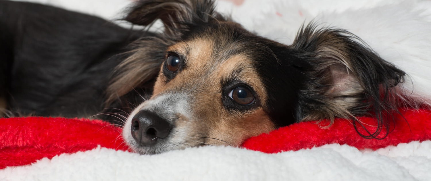 Ray Ratero Mix cosy 3 Ray Ratero Mix cosy 3