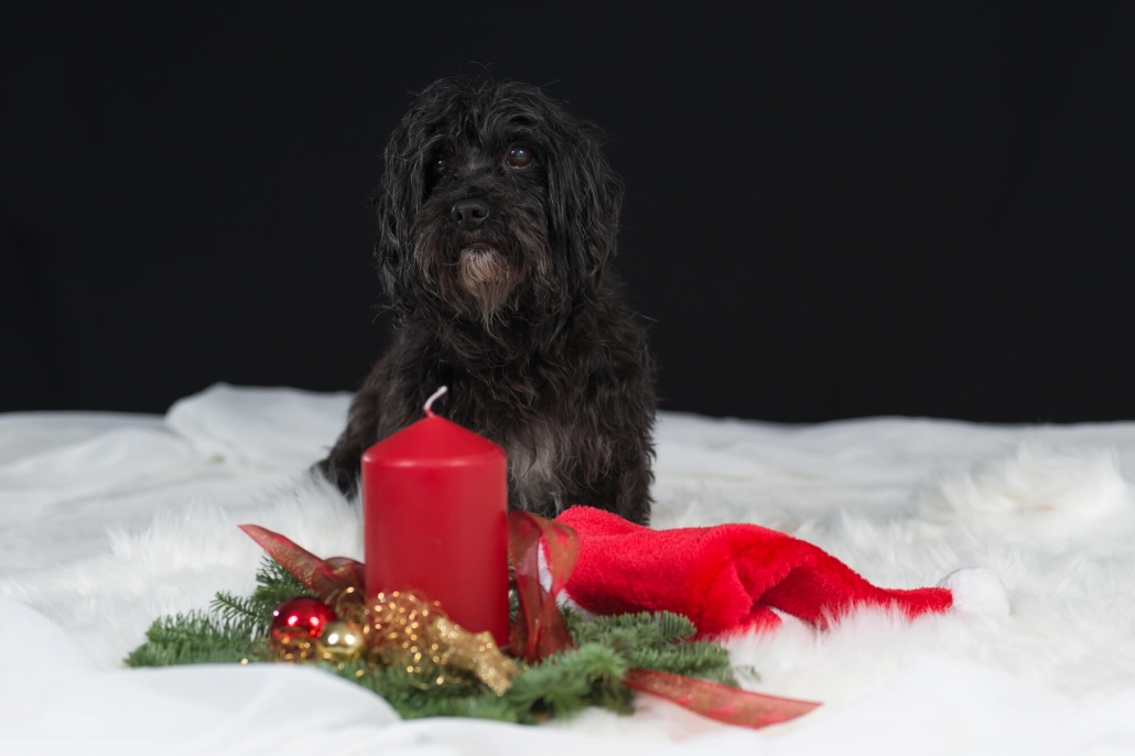 Roxy Weihnachten Roxy Weihnachten