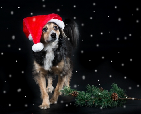 Ray Ratero-Mix Weihnachten 1 Ray Ratero-Mix Weihnachten 1